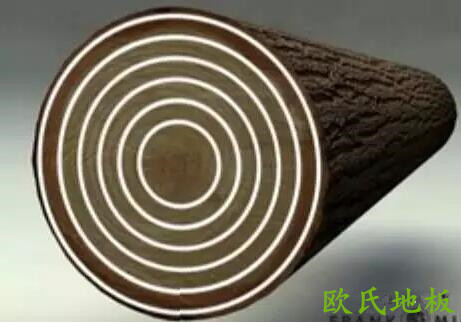 木頭的年輪 木頭的年輪
