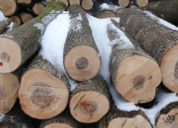 國產東北楓木和國外的美國楓木、加拿大楓木哪種更好 國產東北楓木和國外的美國楓木、加拿大楓木哪種更好